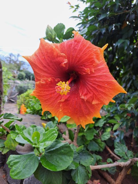 EAST MADEIRA:,Peaks, Forest walk,Thatched Roofs, Rum factory - Ribeiro Frio and the Balcões levada walk, what to expect on the ground