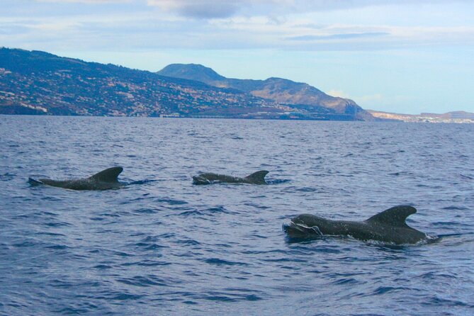 Eco-Friendly Catamaran Dolphin and Whale Watching - The south coast cruise after the search, Cabo Girão to Camara de Lobos