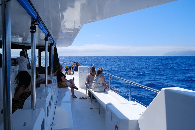 Eco-Friendly Catamaran Dolphin and Whale Watching - Land spotters and live commentary, how the search actually works