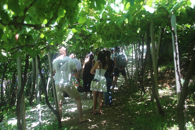 Enchanted Vineyards, Wine 4x4 Tour and Sea Cliff Cabo Girão - Quinta do Barbusano: your optional €24 tasting, and when to do it