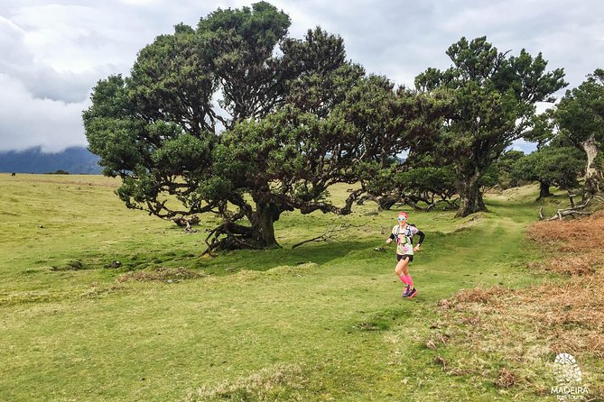 Fanal Ancient Forest Running Tour (Easy-Moderate) - What You’ll Love About This Fanal Trail Run