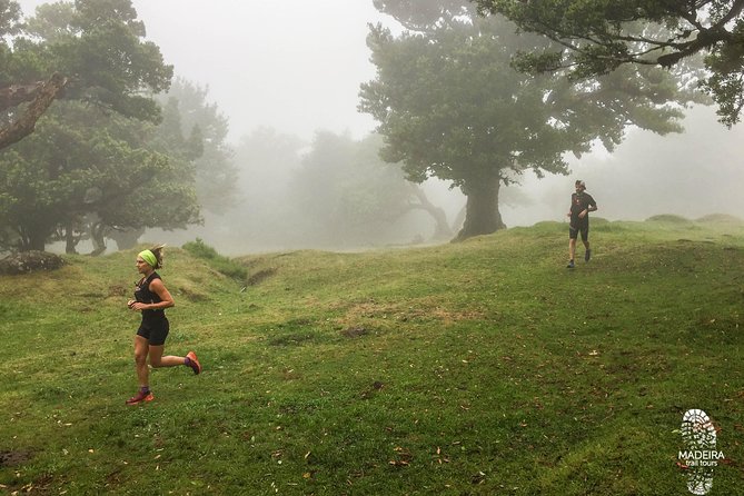 Fanal Ancient Forest Running Tour (Easy-Moderate) - Entering The Run: Curral Falso To Vereda do Fanal