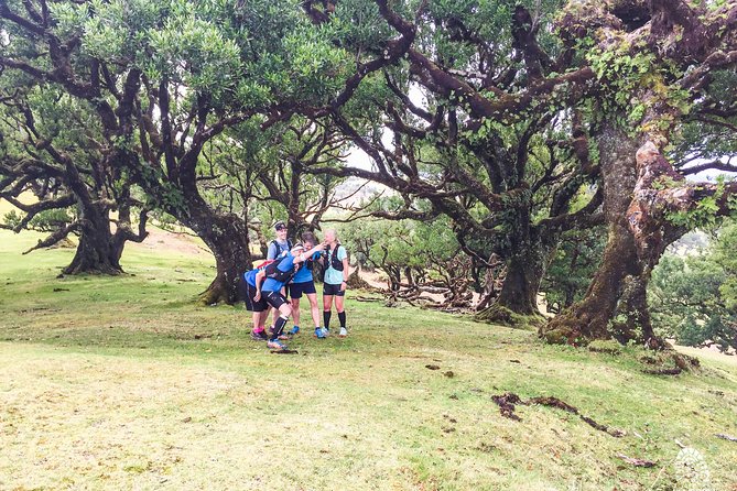 Fanal Ancient Forest Running Tour (Easy-Moderate) - Terrain Reality Check: Mud, Roots, And How To Pace Smart