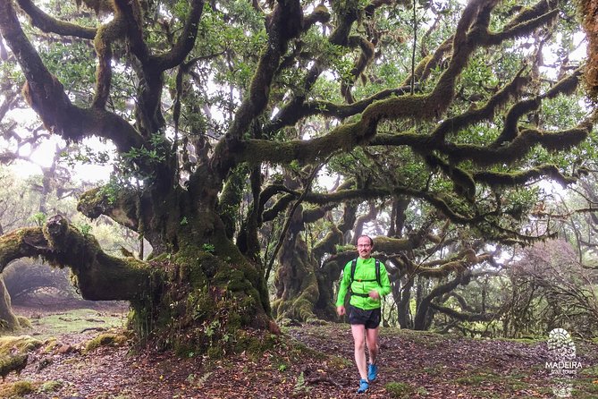 Fanal Ancient Forest Running Tour (Easy-Moderate) - Small-Group Value: Why Six People Changes The Whole Run