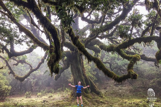 Fanal Ancient Forest Running Tour (Easy-Moderate) - Price And Value For A 3-Hour, 15 Km Loop