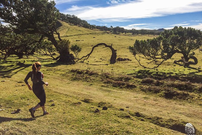 Fanal Ancient Forest Running Tour (Easy-Moderate) - Timing, Weather, And What To Wear