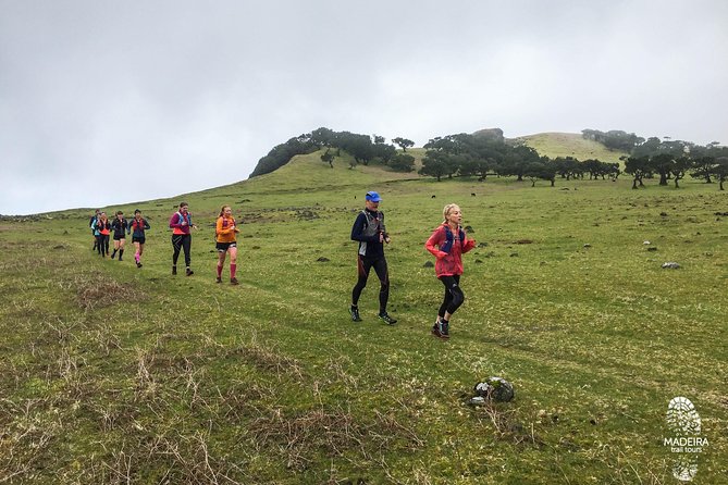 Fanal Ancient Forest Running Tour (Easy-Moderate) - Who This Tour Fits Best