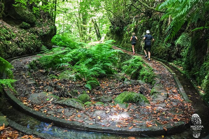 Fanal Ancient Forest Running Tour (Easy-Moderate) - The Return Plan: Following The Levada dos Cedros