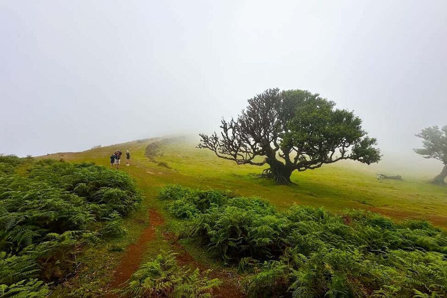 Fanal / Assobiadores - Levada Walk - Key highlights at a glance