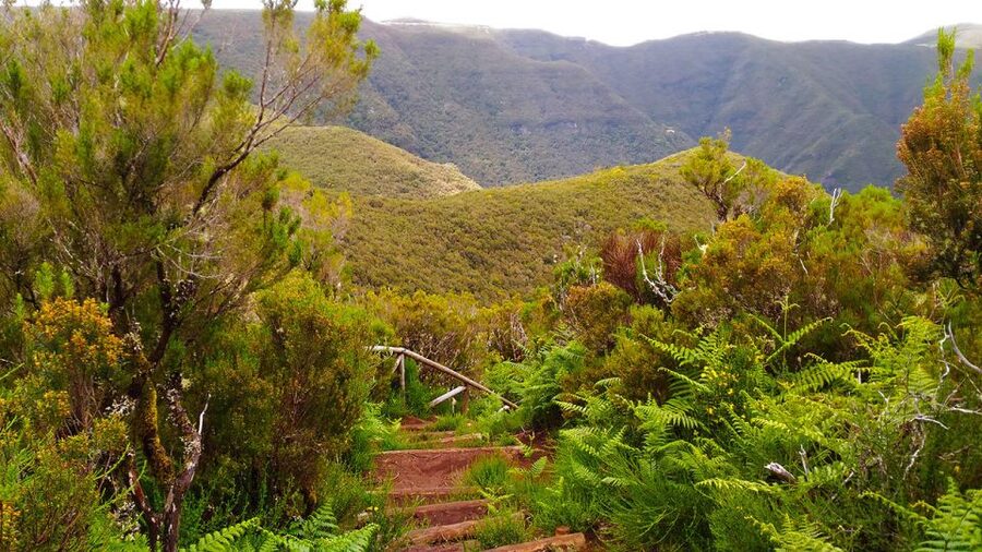 Fanal / Assobiadores - Levada Walk - Should you book Fanal and Assobiadores from Paul da Serra?