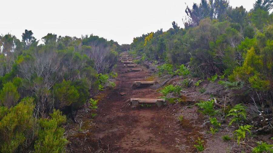 Fanal / Assobiadores - Levada Walk - Walking conditions, pace, and what your legs should expect