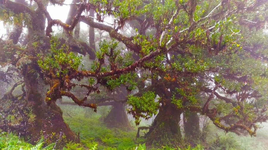 Fanal / Assobiadores - Levada Walk - Guides who explain flora, and keep safety simple
