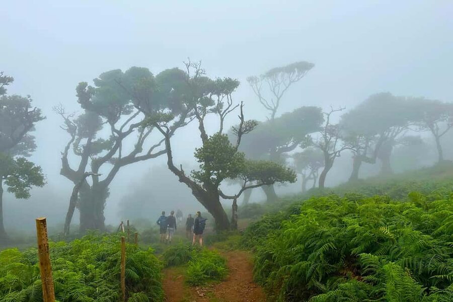 Fanal / Assobiadores - Levada Walk - Price and lunch, where value really lands