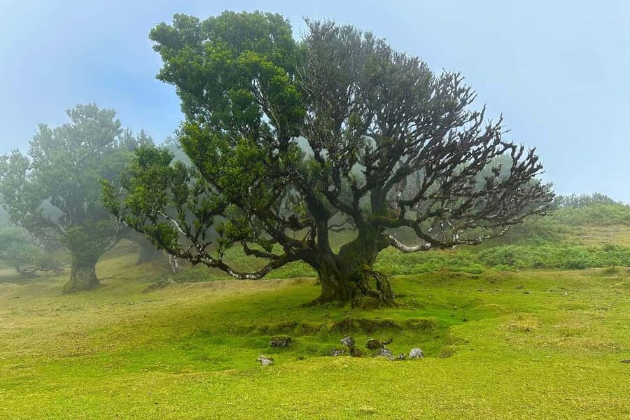 Fanal / Assobiadores - Levada Walk - Who should book this walk, and who should reconsider