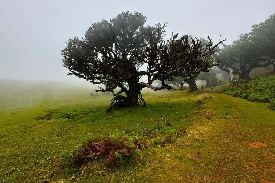 Fanal / Assobiadores - Levada Walk - UNESCO Laurissilva, plus why Tis trees matter