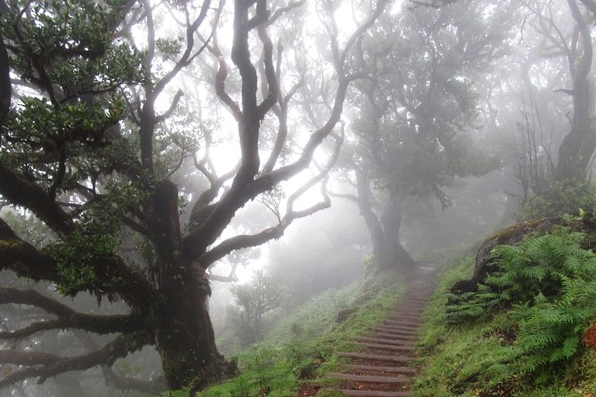 Fanal -Enchanted Forest - Entering The Fanal magic, old trees and north-coast atmosphere