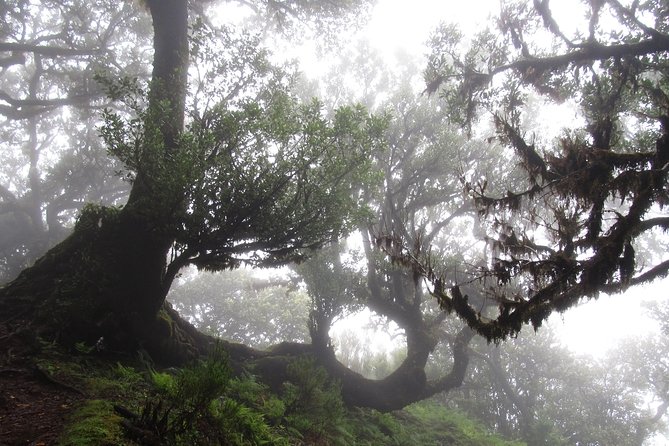 Fanal -Enchanted Forest - The guide experience: Gonçalo, Gustavo, and pacing that feels human
