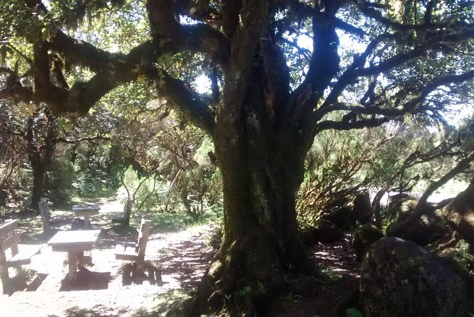 Fanal -Enchanted Forest - When the weather decides your mood: mist or sun, both can work