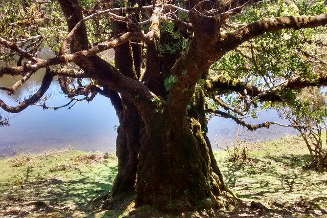 Fanal -Enchanted Forest - Is this tour for you? The quick fit check