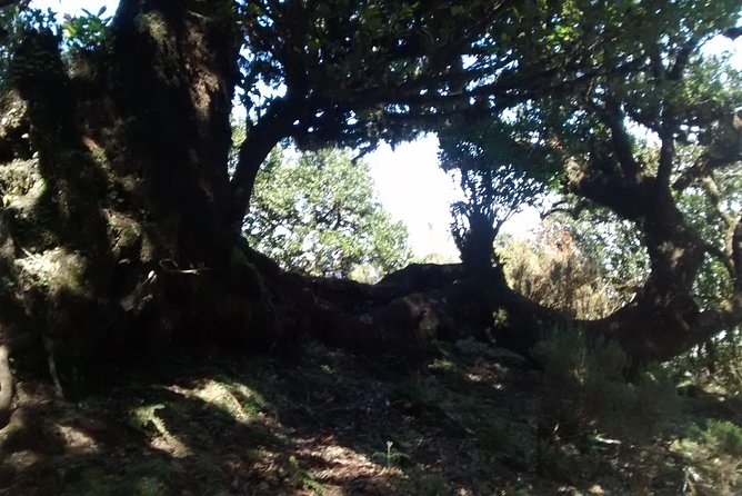 Fanal -Enchanted Forest - Getting from Funchal: comfort, pickup, and why it changes the day
