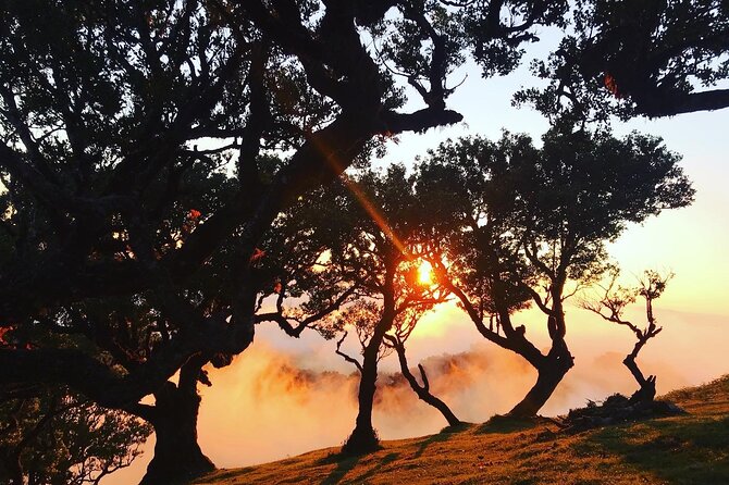 Fanal Forest Private Sunset Hike - The guide matters more here than you think (Paulo’s approach)