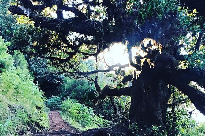 Fanal Forest Private Sunset Hike - Sunset plans: when the clouds cooperate