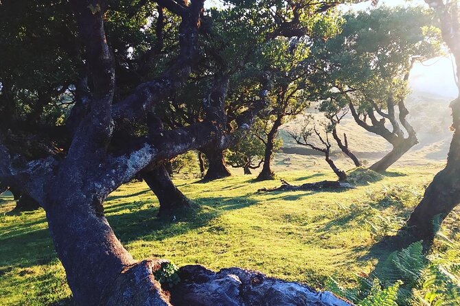 Fanal Forest Private Sunset Hike - Small-group comfort: pacing, photos, and questions