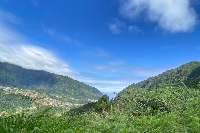 Fanal Forest, Skywalk & Lava Pools: West Madeira 4x4 Expedition - Fanal Forest: mist, ancient trees, and a short walk that matters