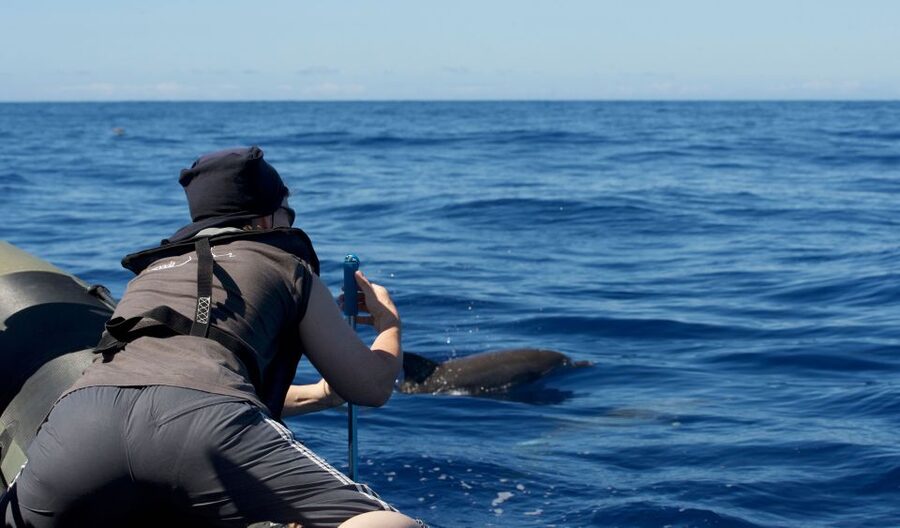 From Calheta: Madeira Whale and Dolphin Watching Boat Tour - Key Highlights You Should Actually Care About
