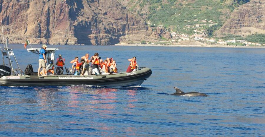 From Calheta: Madeira Whale and Dolphin Watching Boat Tour - Where Calheta Whale Watching Starts at the Marina