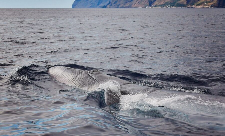 From Calheta: Madeira Whale and Dolphin Watching Boat Tour - How the Crew Searches Around Madeira Island (and Why It Matters)
