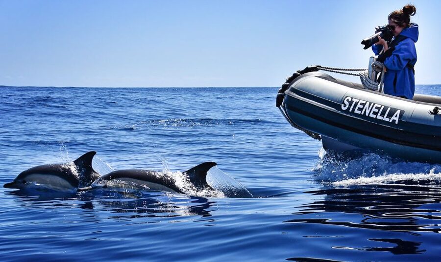 From Calheta: Madeira Whale and Dolphin Watching Boat Tour - Respect for Marine Life: The Approach That People Keep Praising