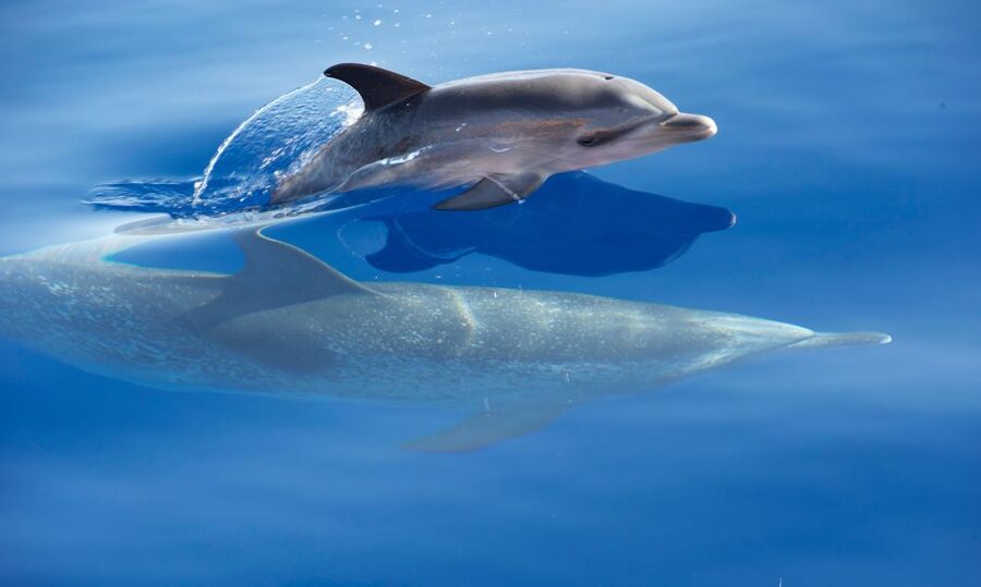 From Calheta: Madeira Whale and Dolphin Watching Boat Tour - Tour Guide Performance: What You Learn in Real Time