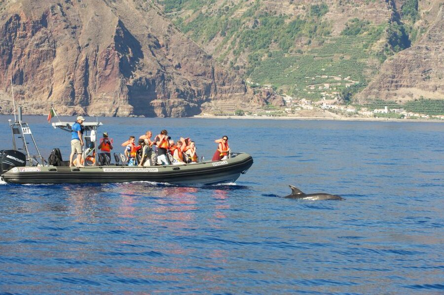 From Calheta: Madeira Whale and Dolphin Watching Boat Tour - The Speedboat Setup: Modern Vessel, Quiet Engines, Real Comfort