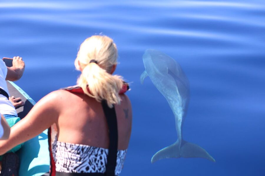 From Calheta: Whale and Dolphin Watching RIB Boat Tour - Key Things I’d Plan Around