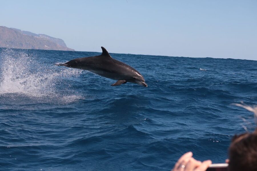 From Calheta: Whale and Dolphin Watching RIB Boat Tour - Who Should Book This Tour, and Who Should Skip It