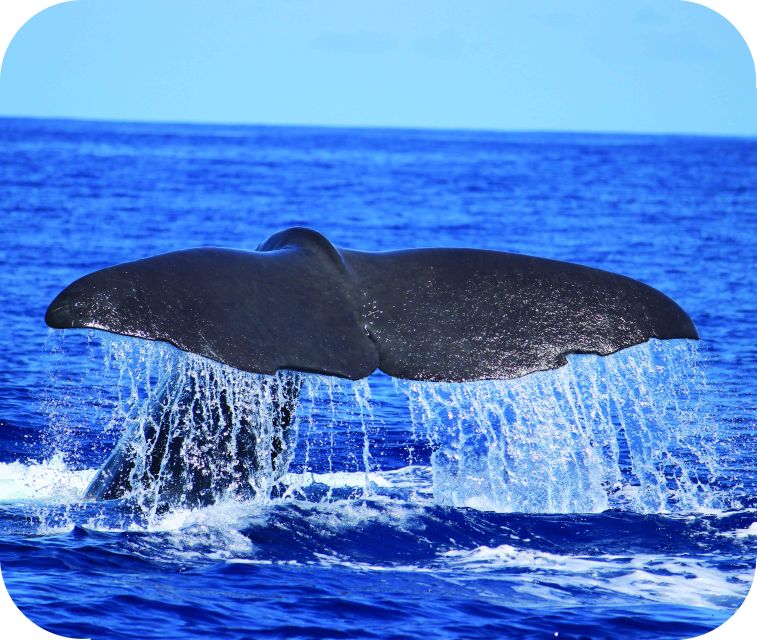 From Calheta: Whale and Dolphin Watching RIB Boat Tour - Calheta, Madeira: Why This Area Is Built for Sea Time