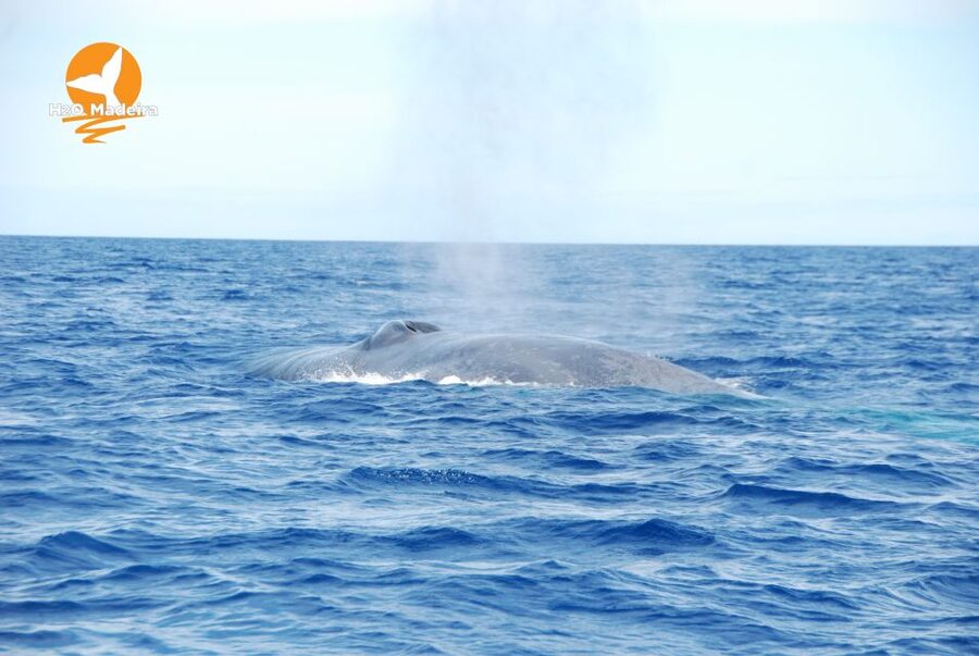From Calheta: Whale and Dolphin Watching RIB Boat Tour - Your 2-Hour Itinerary: Exactly How the Time Gets Used