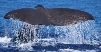 Whale and Dolphin Watching RIB Boat Tour