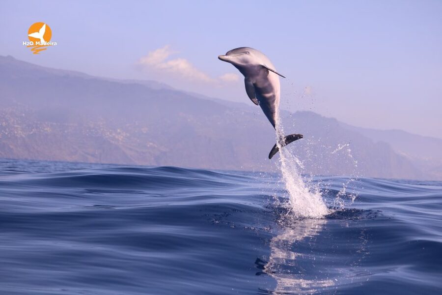 From Calheta: Whale and Dolphin Watching RIB Boat Tour - What You Might See: Whales, Dolphins, and Extras From the Sea