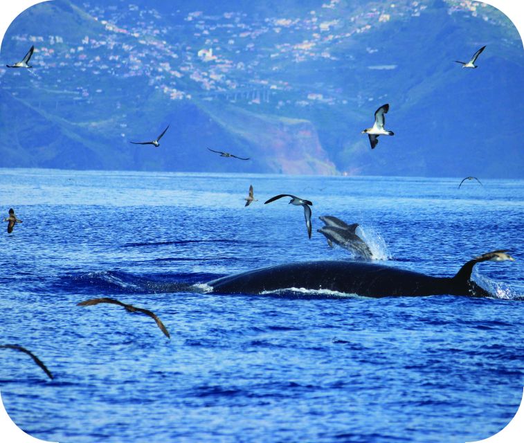 From Calheta: Whale and Dolphin Watching RIB Boat Tour - The RIB Ride: Thrills, Comfort, and What You Should Know