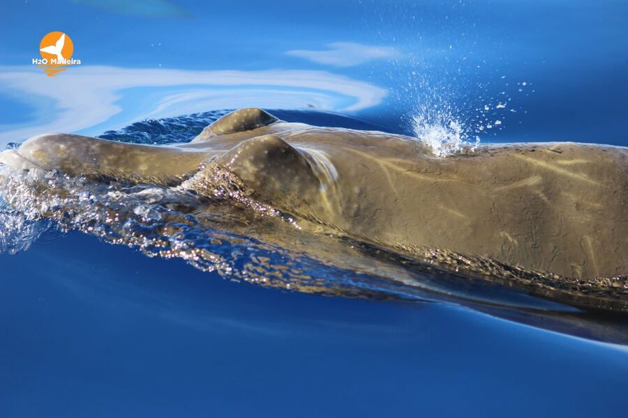 From Calheta: Whale and Dolphin Watching RIB Boat Tour - Madeira Views From the Water: Why the Journey Matters Even If Wildlife Moves On