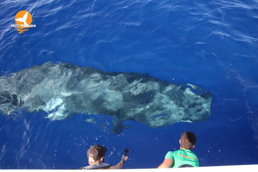 From Calheta: Whale and Dolphin Watching RIB Boat Tour - Price and Value: Is $70 Worth It for Two Hours?