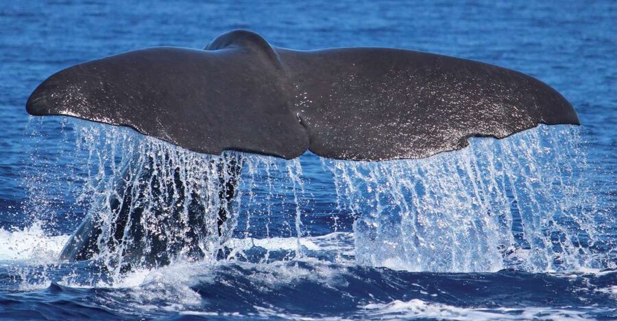 From Calheta: Whale and Dolphin Watching RIB Boat Tour - Meeting H2O Madeira: What Your First 20 Minutes Actually Do