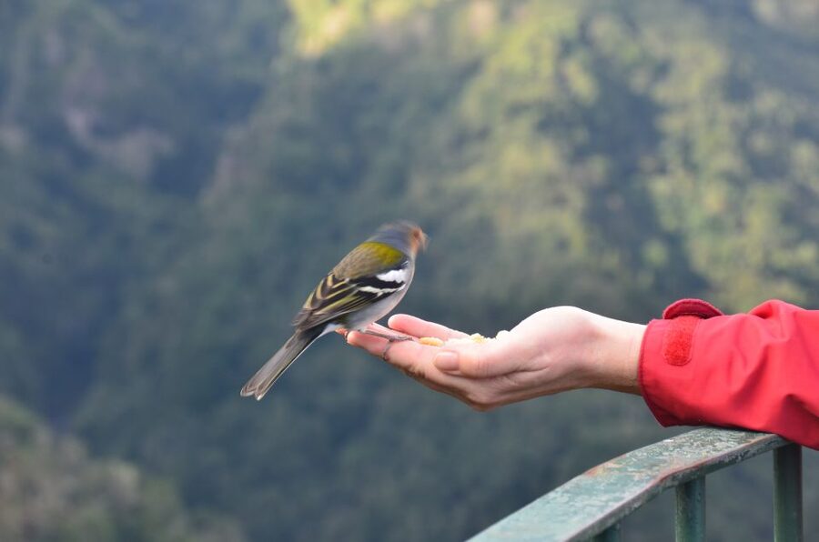 From Funchal: East Tour Madeira 4x4 Jipe Tour Santana Houses - Pico do Arieiro photo stop and Ribeiro Frio walk: the morning rhythm