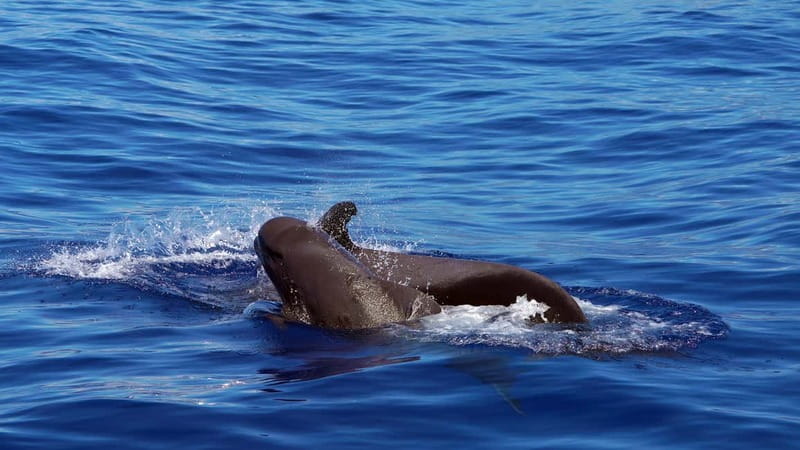 From Funchal: Ecological Catamaran Dolphin Whale Watching - Key highlights that make this stand out