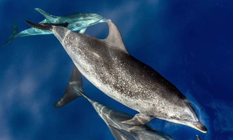 From Funchal: Ecological Catamaran Dolphin Whale Watching - South coast cruising and land spotters: how you get better than average odds