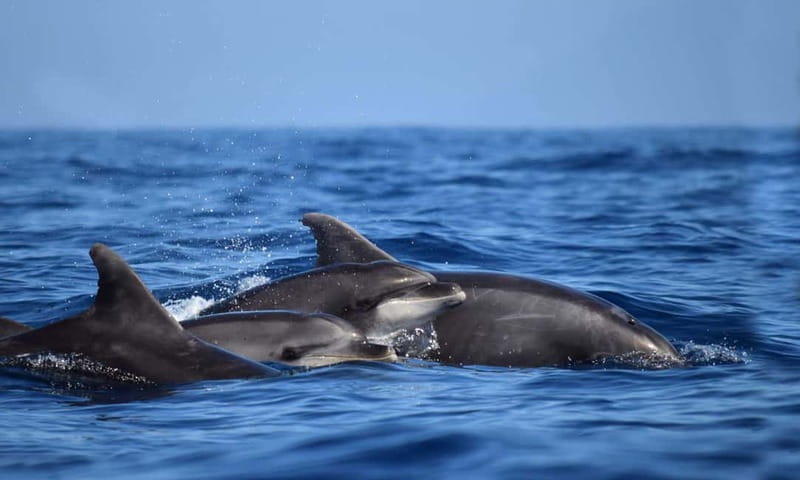 From Funchal: Ecological Catamaran Dolphin Whale Watching - Where to stand: nets, two decks, and 360° views that make spotting easier