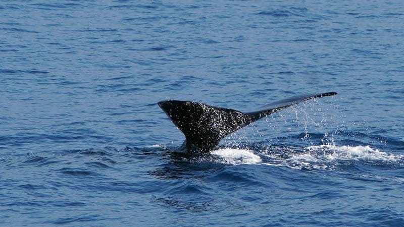 From Funchal: Ecological Catamaran Dolphin Whale Watching - The cold reality check: bring layers and waterproofs
