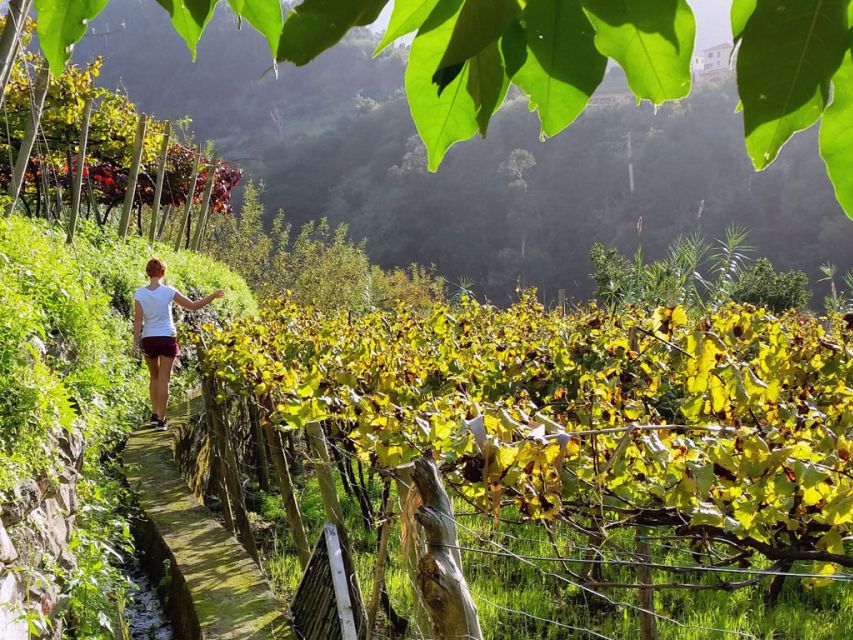 From Funchal: Full-Day Madeira Wine Tour with Lunch - Your Day Route: Cellars, Laurissilva, and a Vineyard Lunch